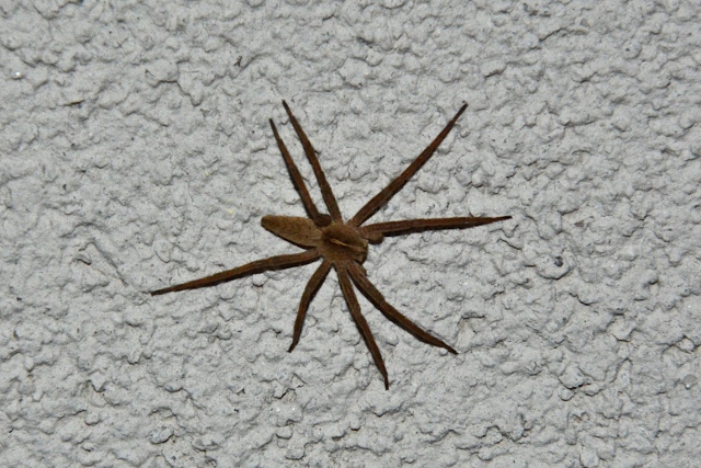 Ragno lupo (Lycosa sp.)? No, Pisaura sp. -  Sassoferrato (AN)